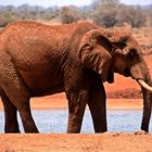 Tsavo Ost Nationalpark 