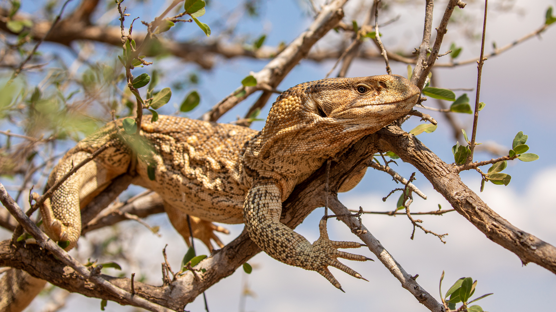 Tsavo-Ost-Nationalpark 