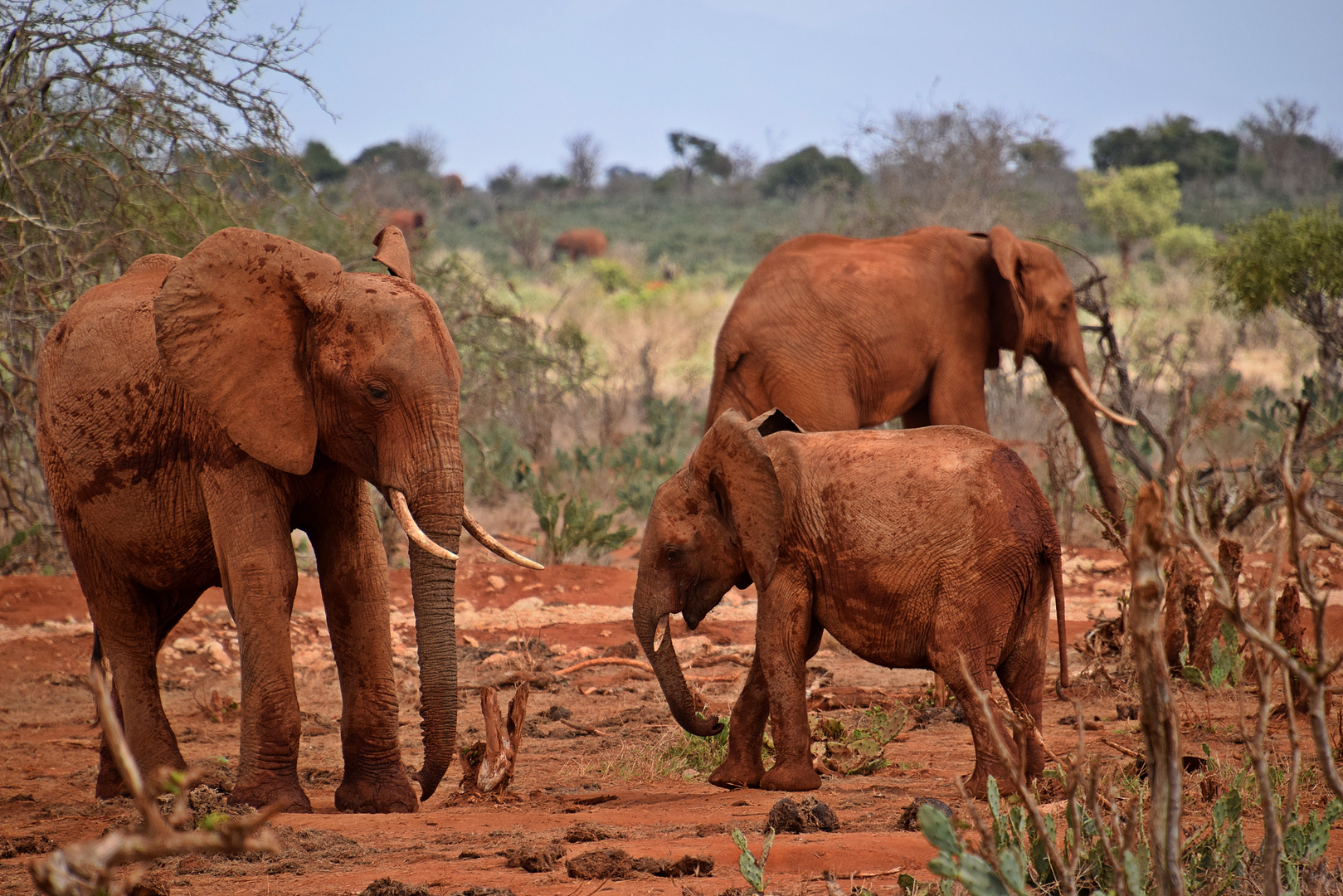 Tsavo Ost Nationalpark 