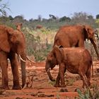 Tsavo Ost Nationalpark 