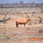 Tsavo Ost Nationalpark 