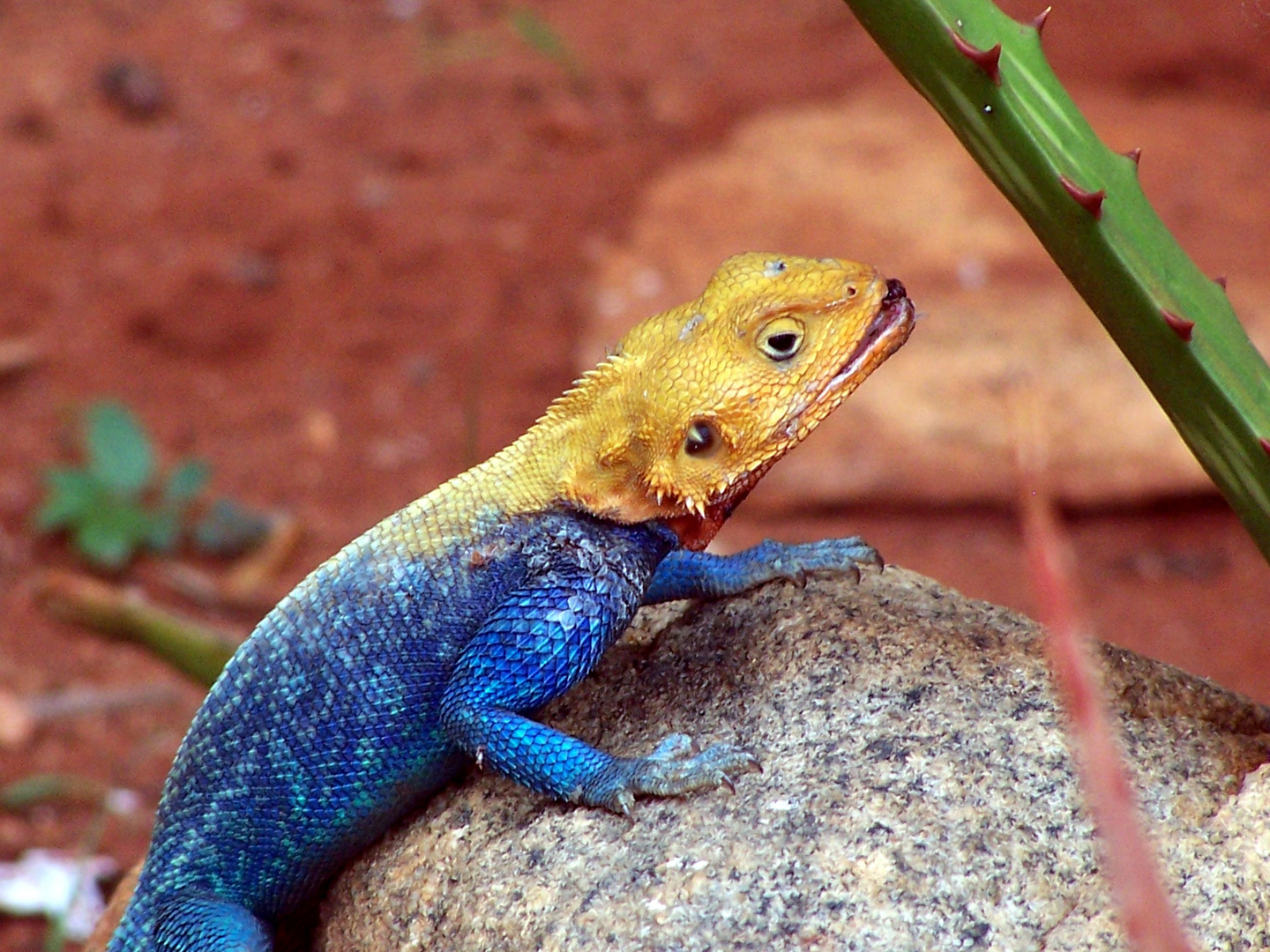 Tsavo Ost Nationalpark