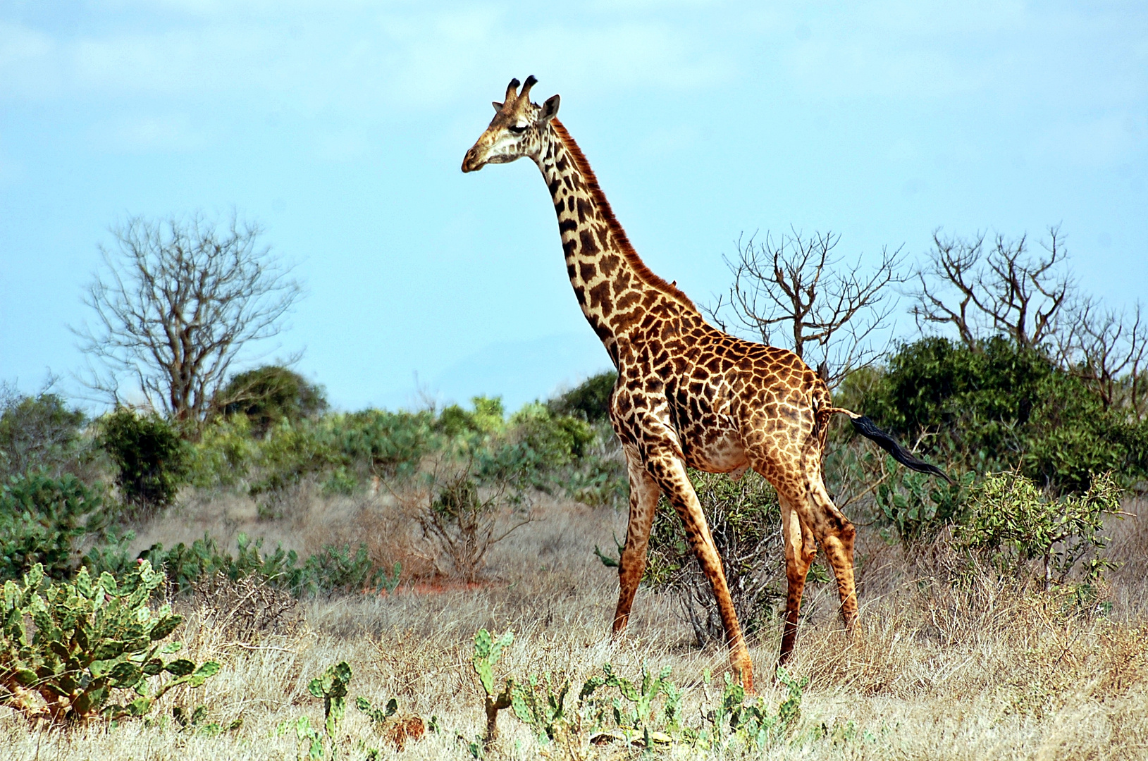 Tsavo Ost Nationalpark 