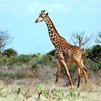 Tsavo Ost Nationalpark 