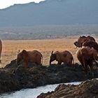 Tsavo Ost Nationalpark 