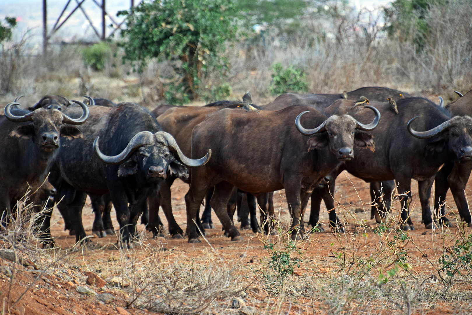 Tsavo Ost Nationalpark 