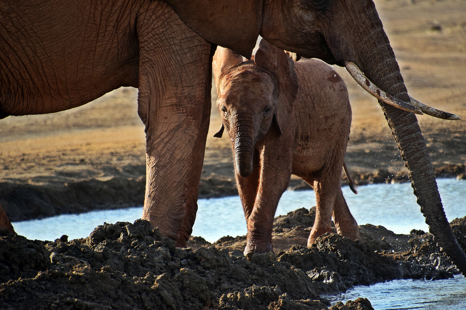 Tsavo Ost Nationalpark 