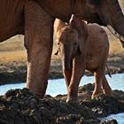 Tsavo Ost Nationalpark 