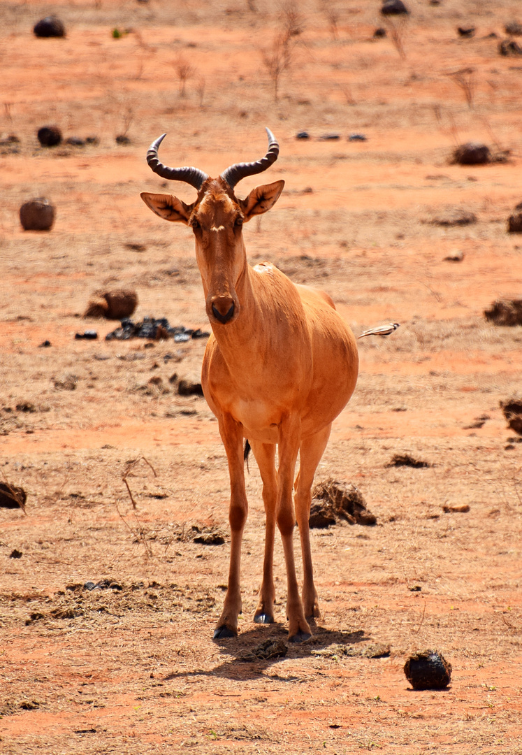 Tsavo Ost Nationalpark 