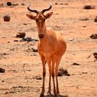 Tsavo Ost Nationalpark 