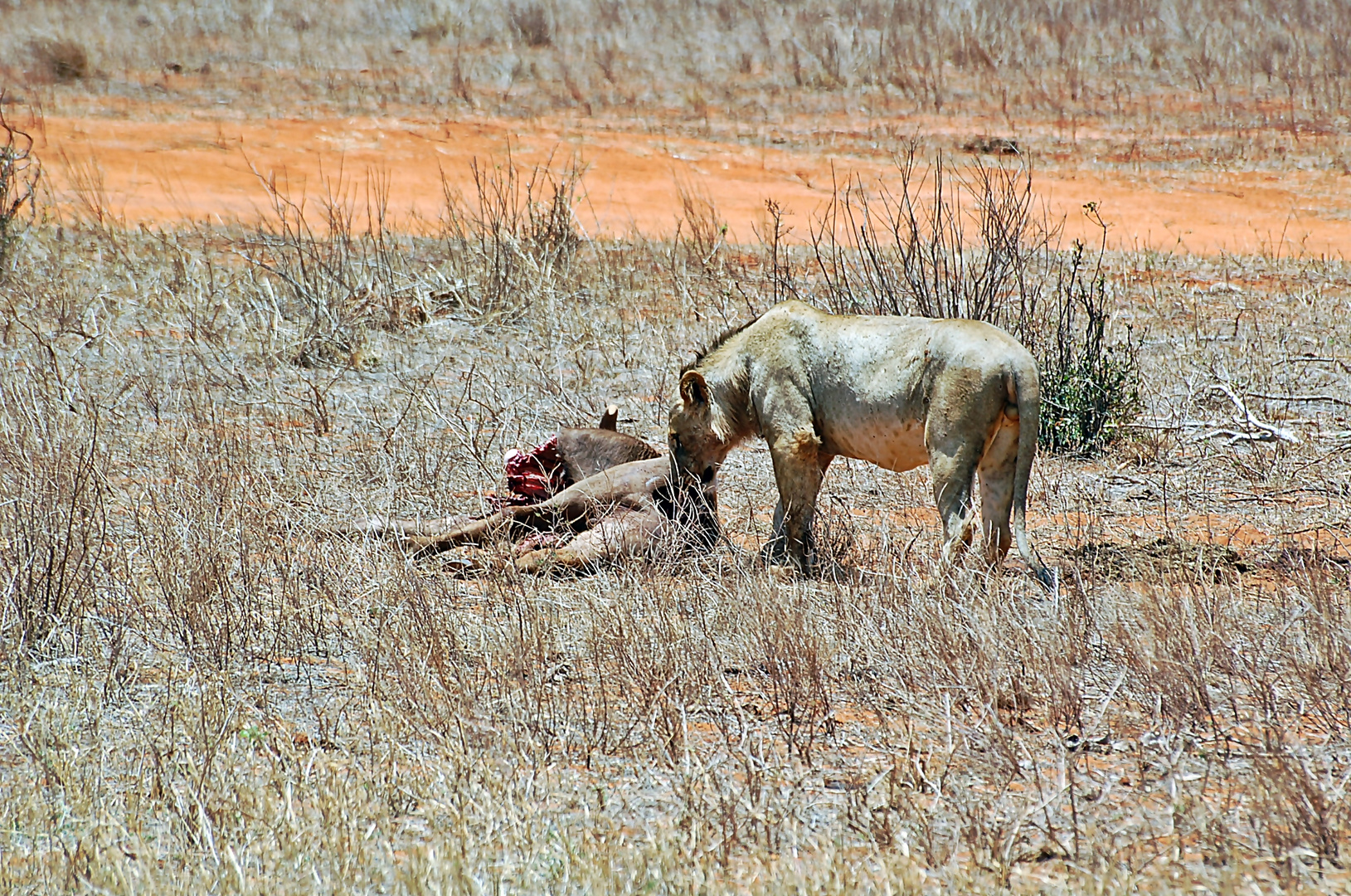 Tsavo Ost Nationalpark 