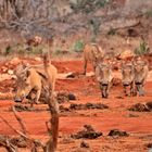 Tsavo Ost Nationalpark 