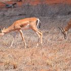 Tsavo Ost Nationalpark 