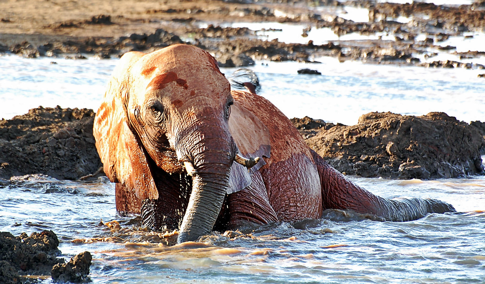 Tsavo Ost Nationalpark 