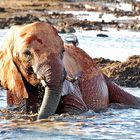 Tsavo Ost Nationalpark 