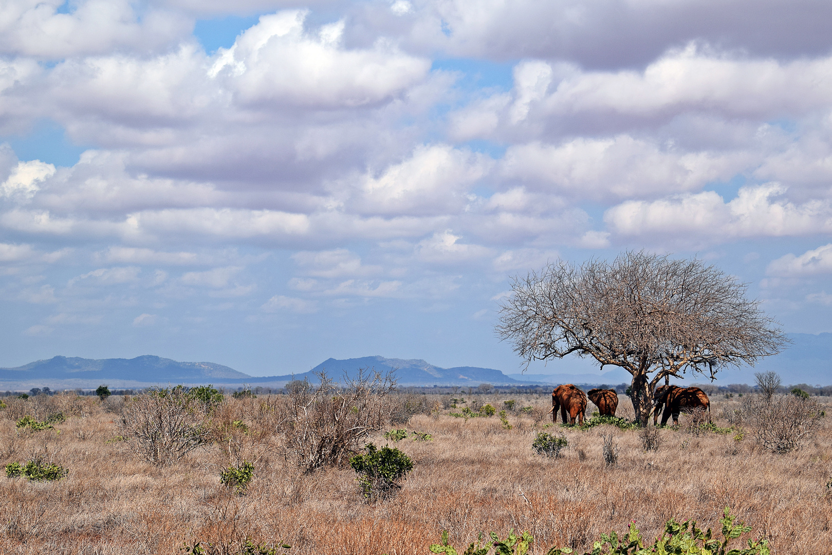 Tsavo Ost Nationalpark 