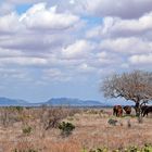 Tsavo Ost Nationalpark 