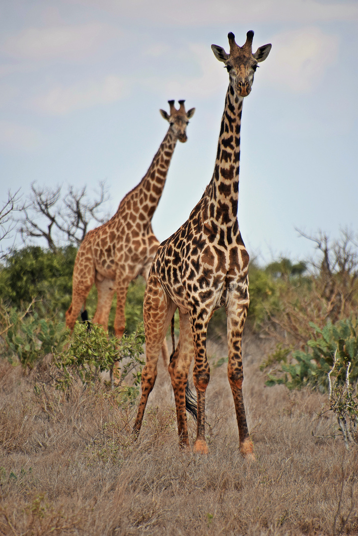 Tsavo Ost Nationalpark 