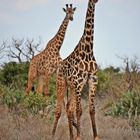 Tsavo Ost Nationalpark 