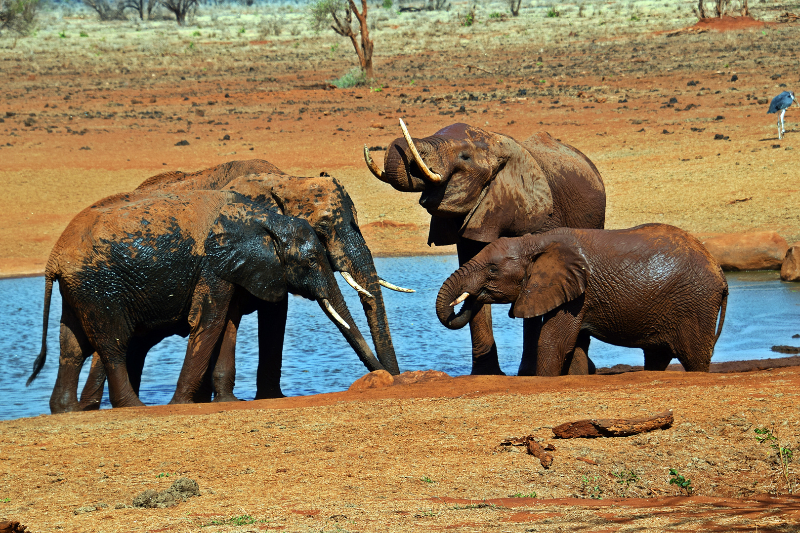 Tsavo Ost Nationalpark 