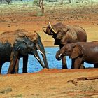 Tsavo Ost Nationalpark 