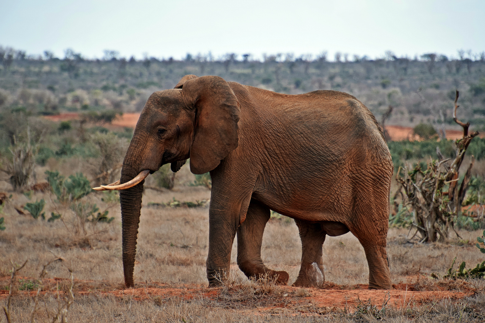 Tsavo Ost Nationalpark 