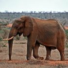 Tsavo Ost Nationalpark 