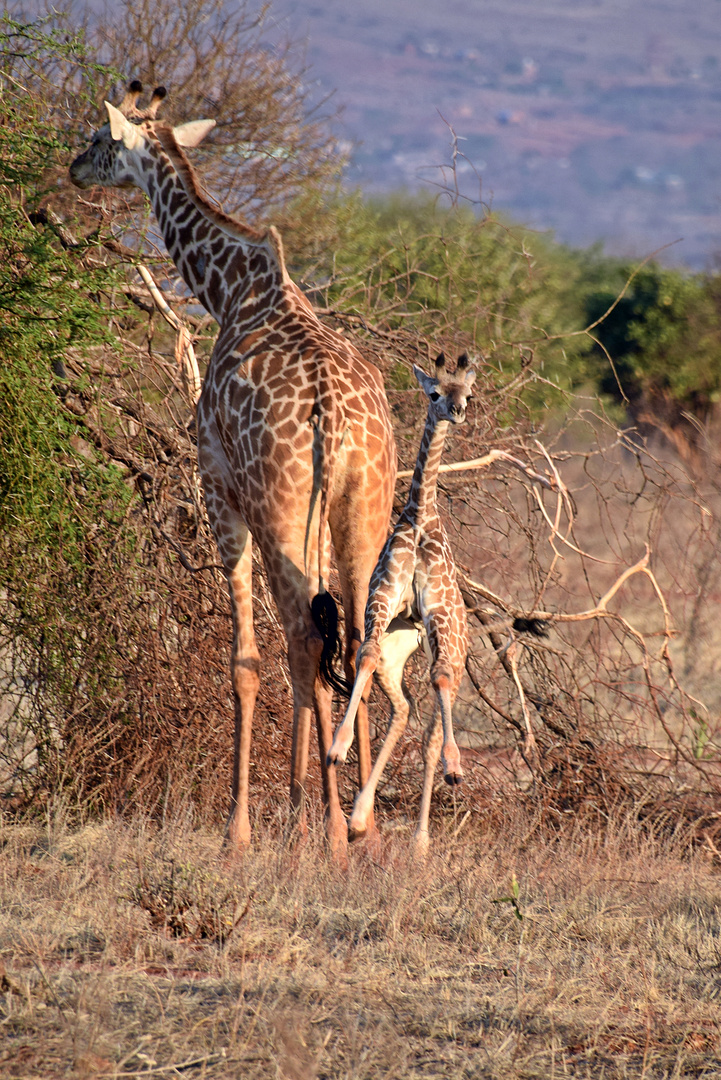 Tsavo Ost Nationalpark 