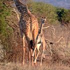 Tsavo Ost Nationalpark 