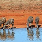 Tsavo Ost Nationalpark 