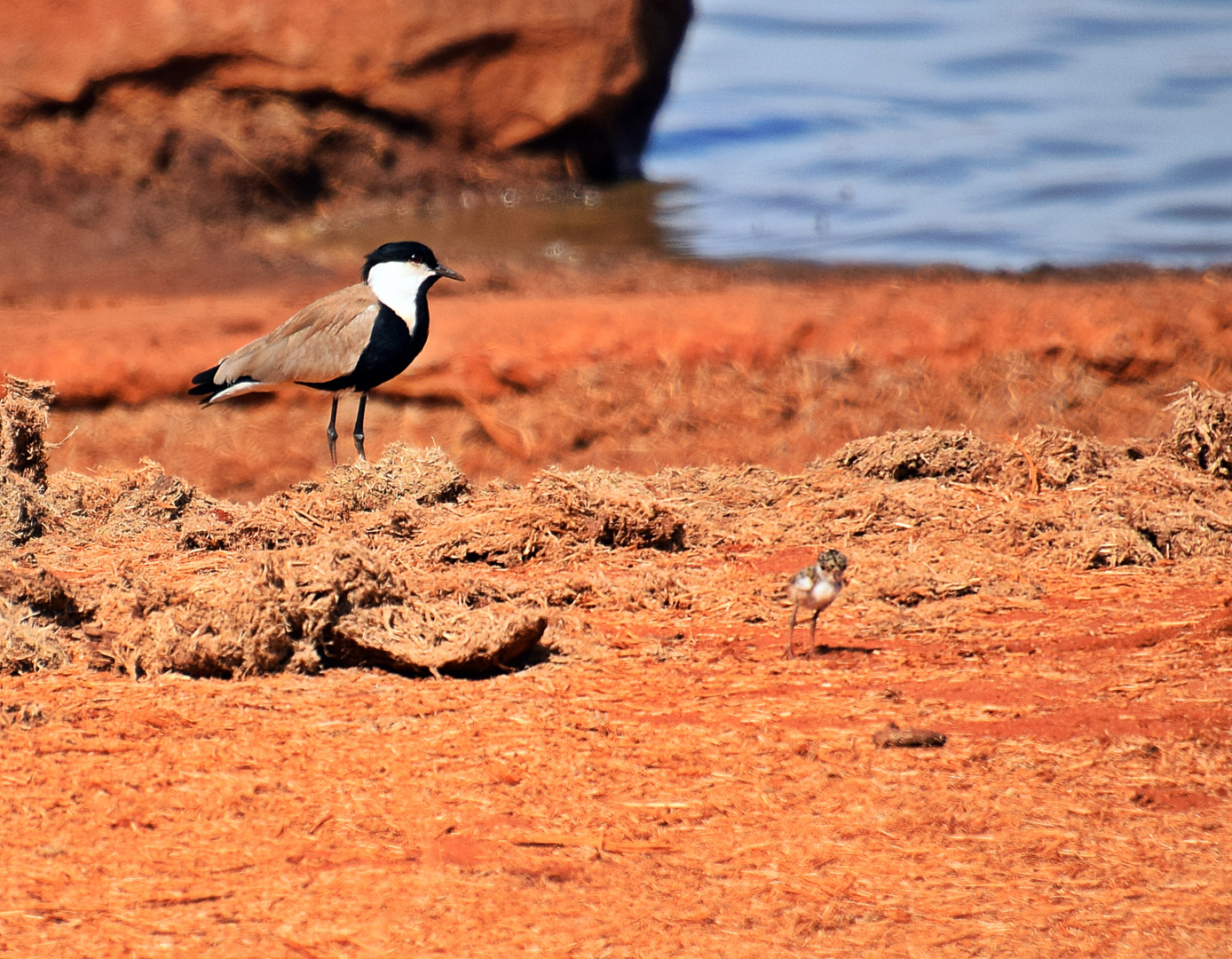 Tsavo Ost Nationalpark 