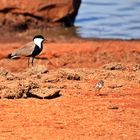 Tsavo Ost Nationalpark 