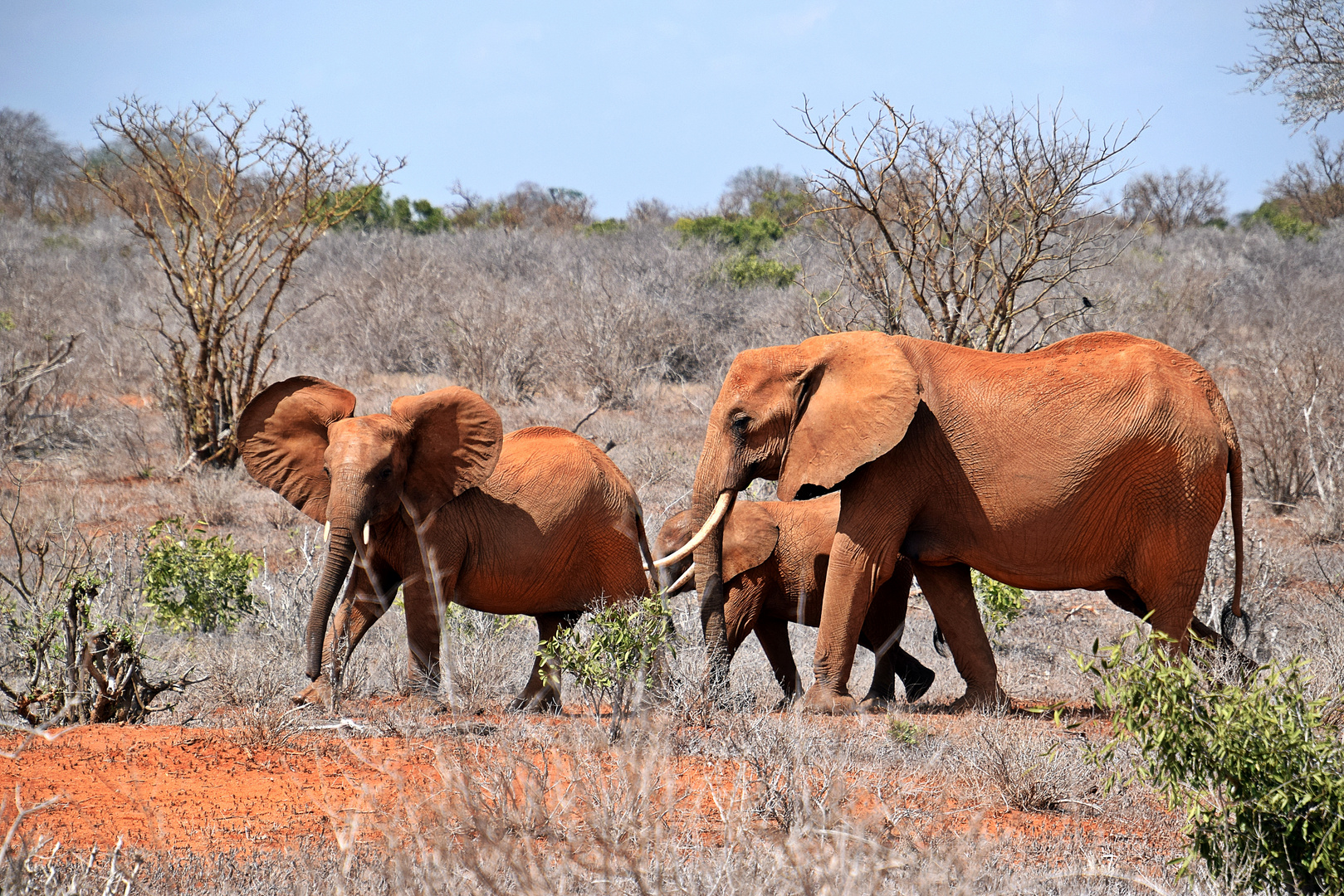 Tsavo Ost Nationalpark 