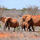 Tsavo Ost Nationalpark 