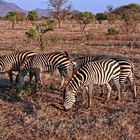 Tsavo Ost Nationalpark 