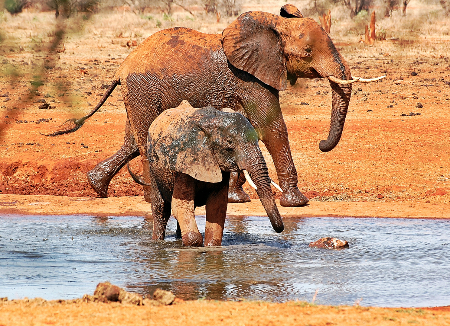 Tsavo Ost Nationalpark 