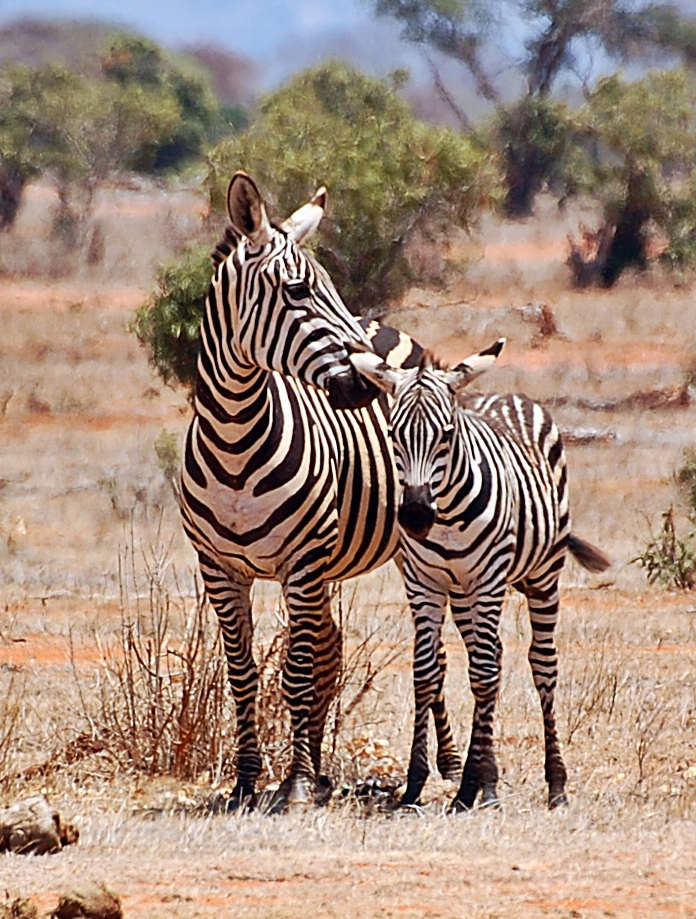 Tsavo Ost Nationalpark 