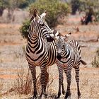 Tsavo Ost Nationalpark 