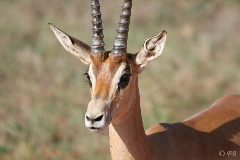 Tsavo Ost Nationalpark Kenya