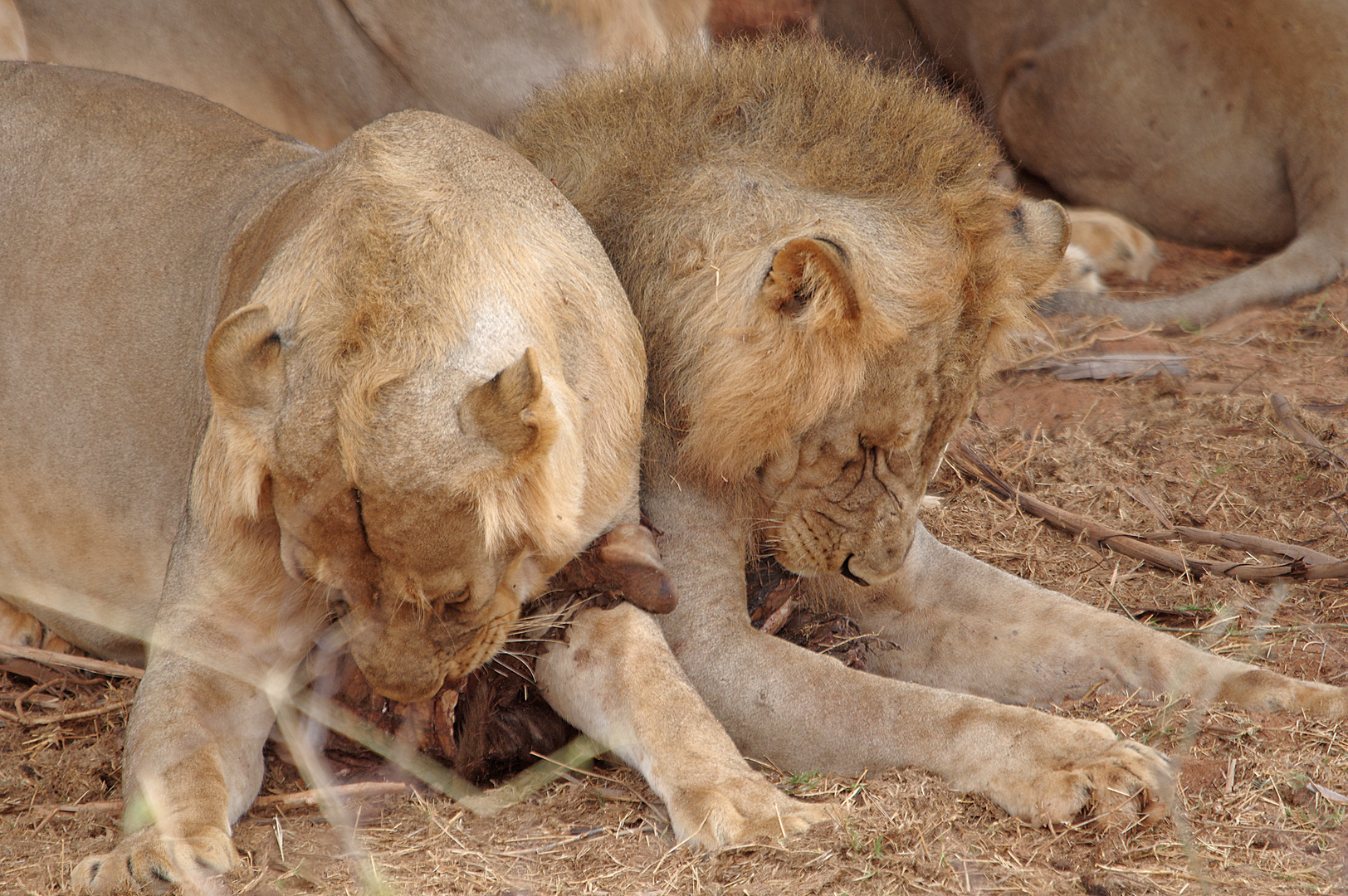 Tsavo Ost NP, ... dann wird darum gestritten