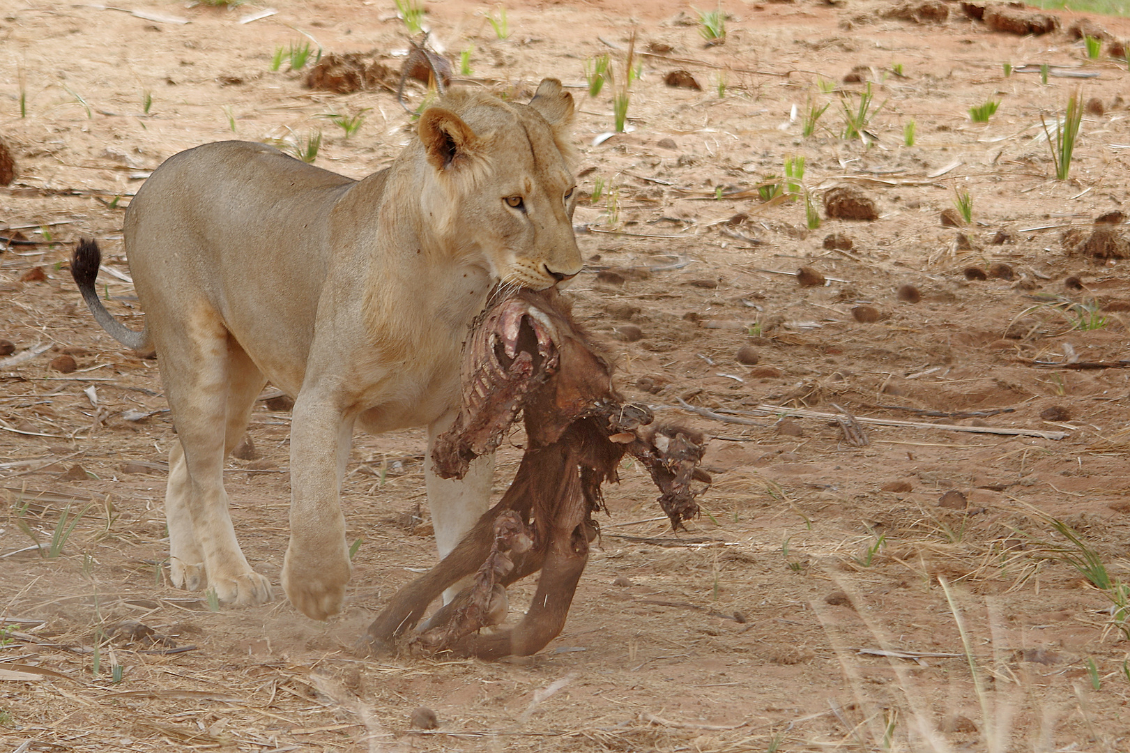 Tsavo Ost NP, Reste eines Wasserbocks ?