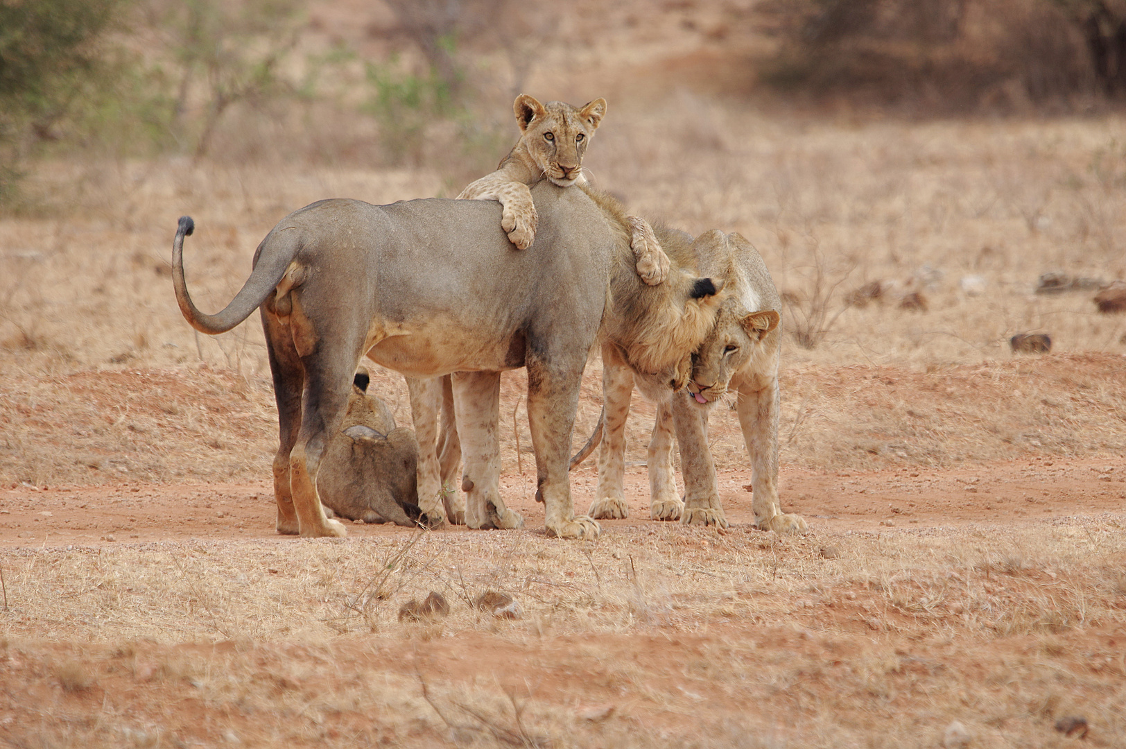 TSAVO OST Teile eines 14 köpfigen Löwenrudels