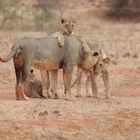 TSAVO OST Teile eines 14 köpfigen Löwenrudels