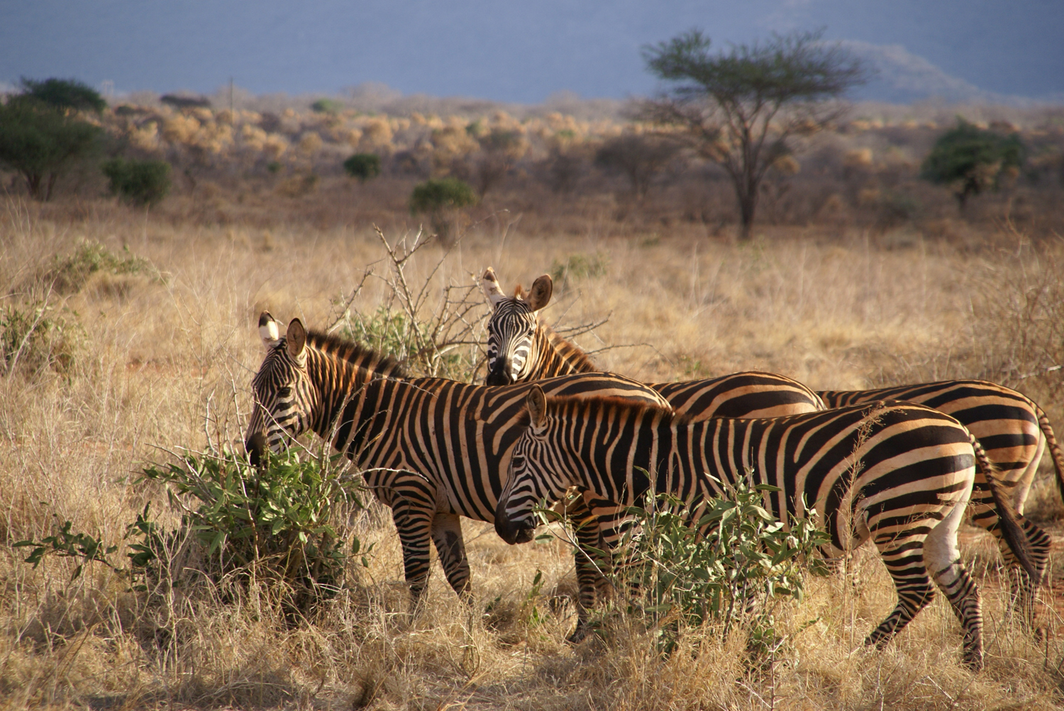 Tsavo Ost - Zebras