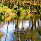 Tsavo River