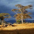 Tsavo West