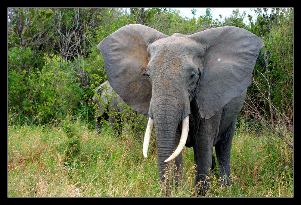 Tsavo West Elephant