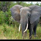 Tsavo West Elephant