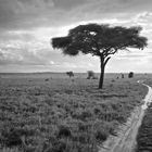 Tsavo West I