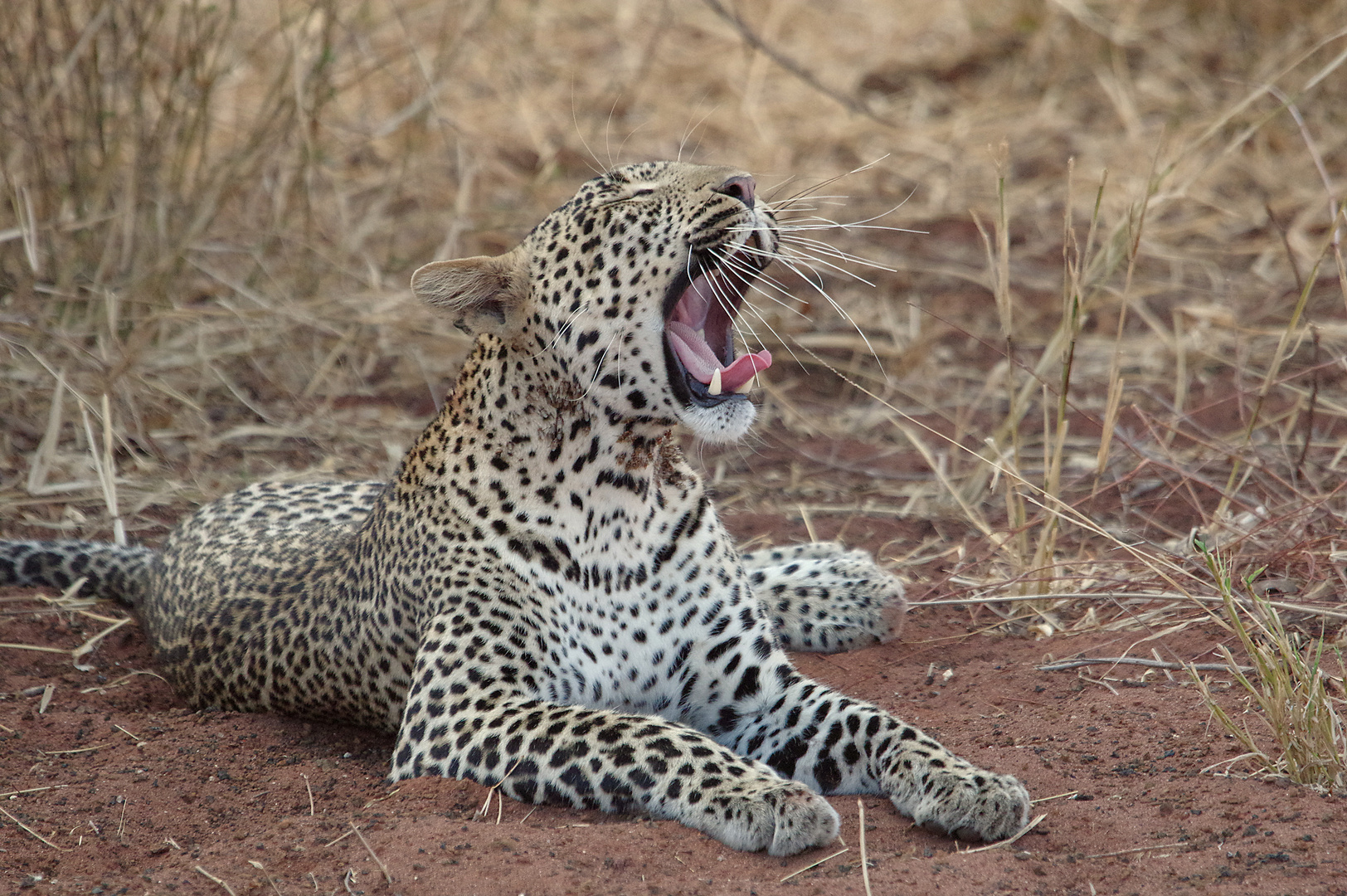 TSAVO WEST Leopard